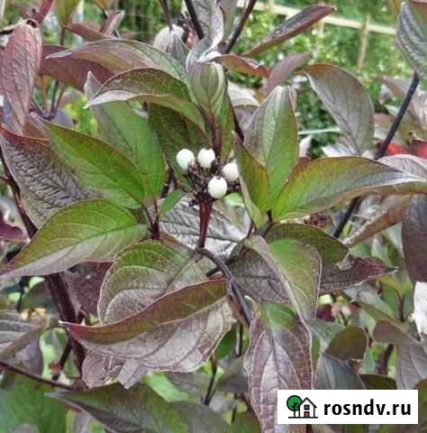 Дёрен белый Кессельринги Великий Новгород - изображение 1