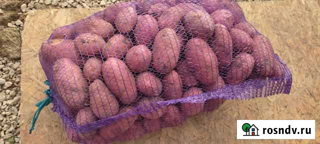 Картофель Ред Леди Феодосия - изображение 1