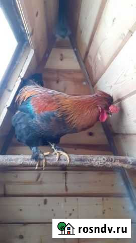 Петух Волоколамск - изображение 1