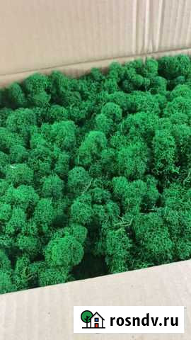 Стабилизированный мох Симферополь - изображение 1