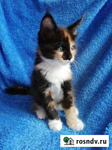 Котята мейн-кун продажа Челябинск - изображение 1
