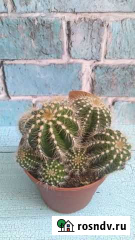 Кактус Новомосковск - изображение 1