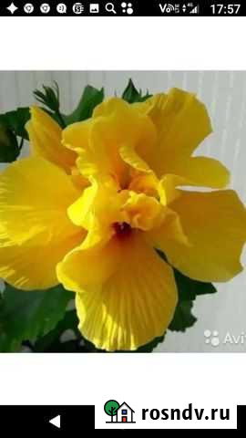 Гибискусы Кемерово - изображение 1