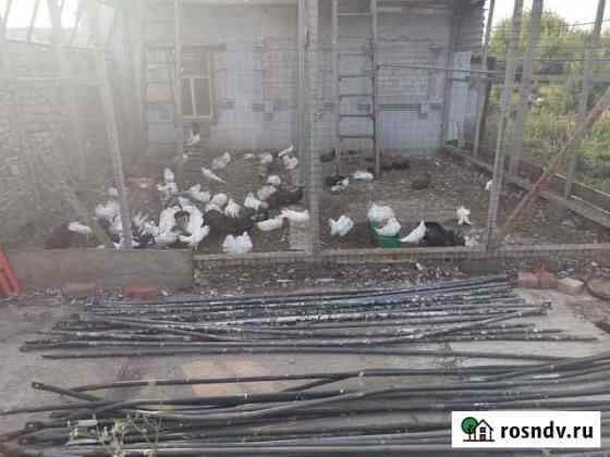 Голуби Чистополь