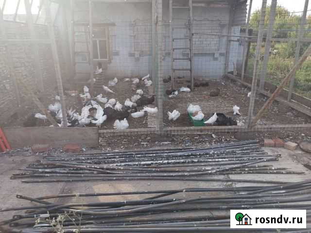 Голуби Чистополь - изображение 1