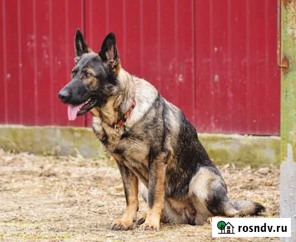 Дрессировка и воспитание собак. Салон для собак Казань - изображение 1