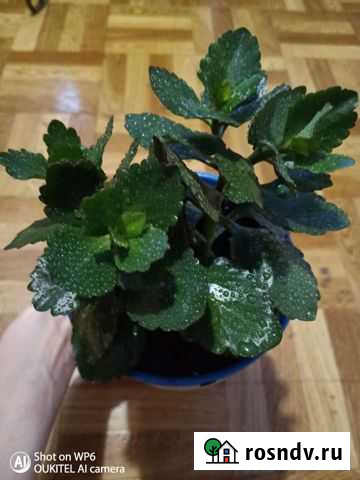 Цветы Пугачев - изображение 1