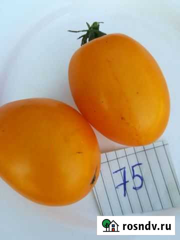 Семена коллекционных томатов Буян желтый Пенза - изображение 1