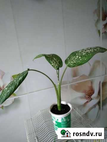 Диффенбахия Брянск - изображение 1