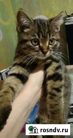 Котенок Воронеж - изображение 1