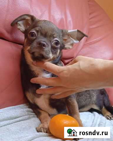 Чихуахуа шоколадный мальчик Симферополь - изображение 1