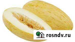 Радужная дыня Быково - изображение 1