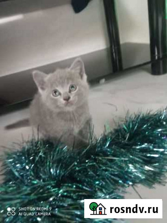 Кошки котята британские Новороссийск - изображение 1