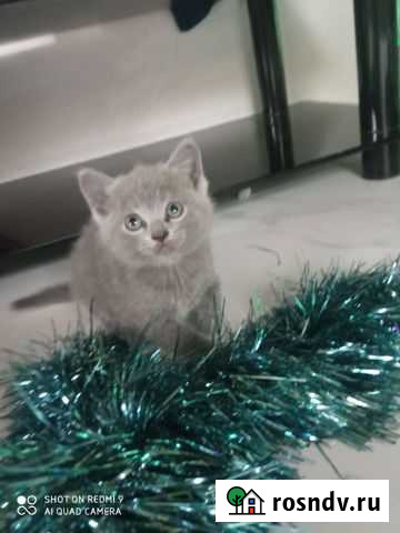Кошки котята британские Новороссийск - изображение 1