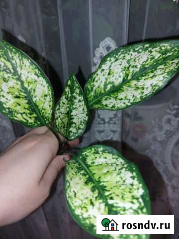 Аглаонема Махачкала - изображение 1