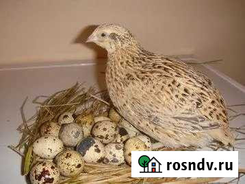 Перепелки несушки перепела яйцо мясо Балашиха - изображение 1