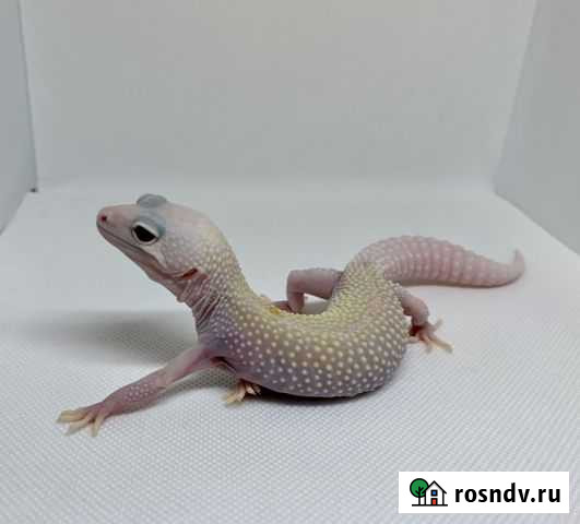 Эублефар взролая самка Диабло Бланко Москва - изображение 1