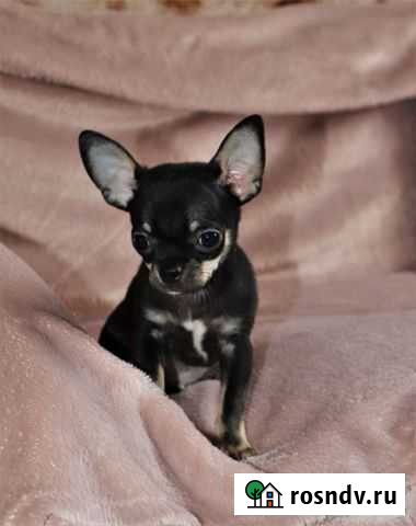Чихуахуа малыши Великий Новгород - изображение 1