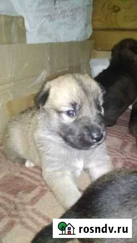 Собака в добрые руки щенок Высокая Гора - изображение 1