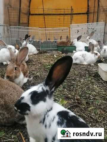 Кролик Барнаул - изображение 1