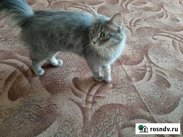 Кошка в дар Уфа - изображение 1