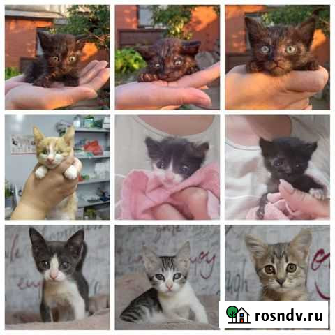 Котята в добрые руки Краснодар - изображение 1