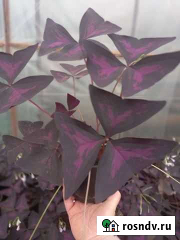 Кислица оксалис Тольятти - изображение 1