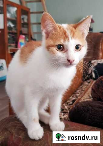 Рыжее солнышко Сёма вам на счастье Симферополь - изображение 1