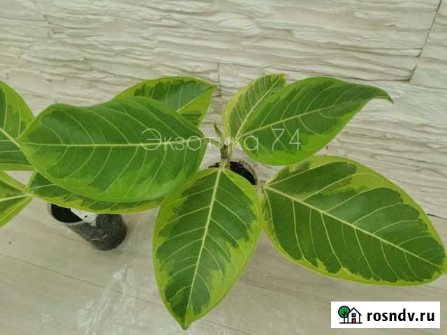 Фикус Альтиссима вариегатный Челябинск - изображение 1