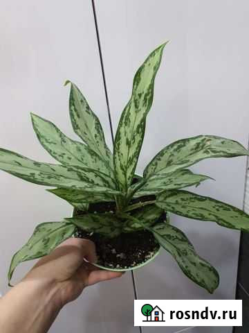 Аглаонема Тюмень - изображение 1