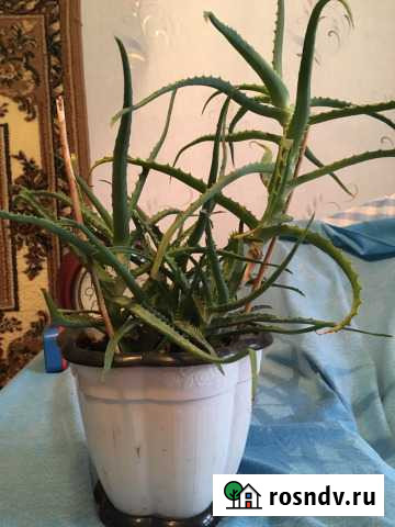 Алоэ Стерлитамак - изображение 1