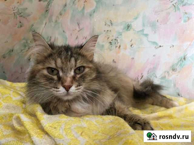 Кошка в хорошие руки Кемерово - изображение 1