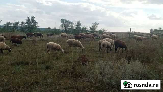 Овцы бараны ягнята оптом Новошахтинск - изображение 1