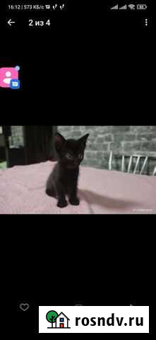 Кошка Вологда - изображение 1