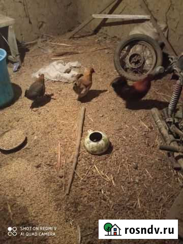 Птица Бабаюрт - изображение 1