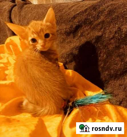 Крупные метисы абиссина Смоленск - изображение 1