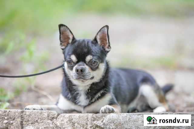 Чихуахуа вязка Южный - изображение 1