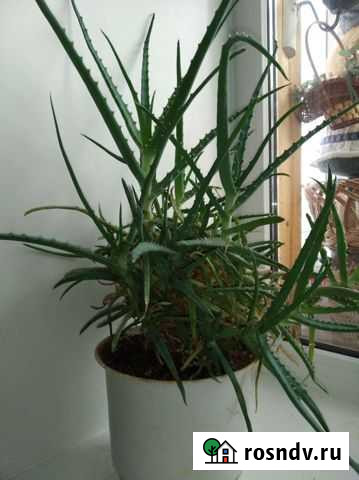 Алоэ столетник Владимир - изображение 1