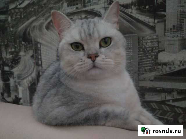 Британец Дмитров - изображение 1