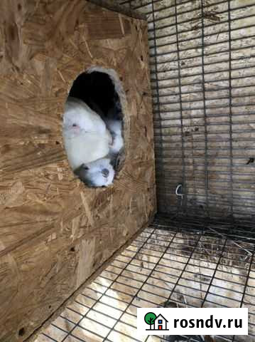 Кролики Ферзиково - изображение 1