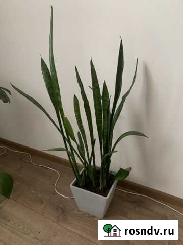 Сансевиерия Реутов - изображение 1