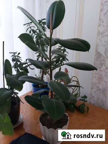 Фикус Нефтекамск - изображение 1