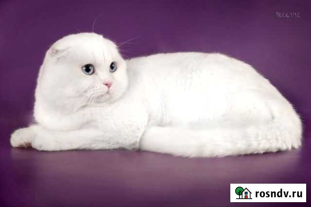 Клубная белоснежная шотландская фолд Воронеж - изображение 1