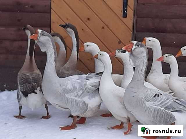 Гусь Сокол - изображение 1