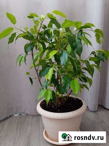 Фикус Бенджамина Неон Владимир - изображение 1