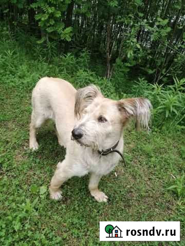 Возьмите меня в семью Мурманск - изображение 1