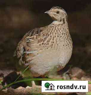 Перепела под ключ в комплекте с клеткой Йошкар-Ола