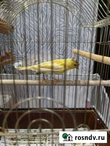 Кенар (канарейка) самец оливковый Калуга - изображение 1