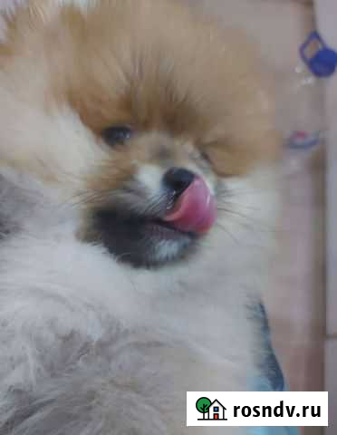 Померанский шпиц мини Курск - изображение 1