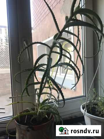 Алоэ Иркутск - изображение 1